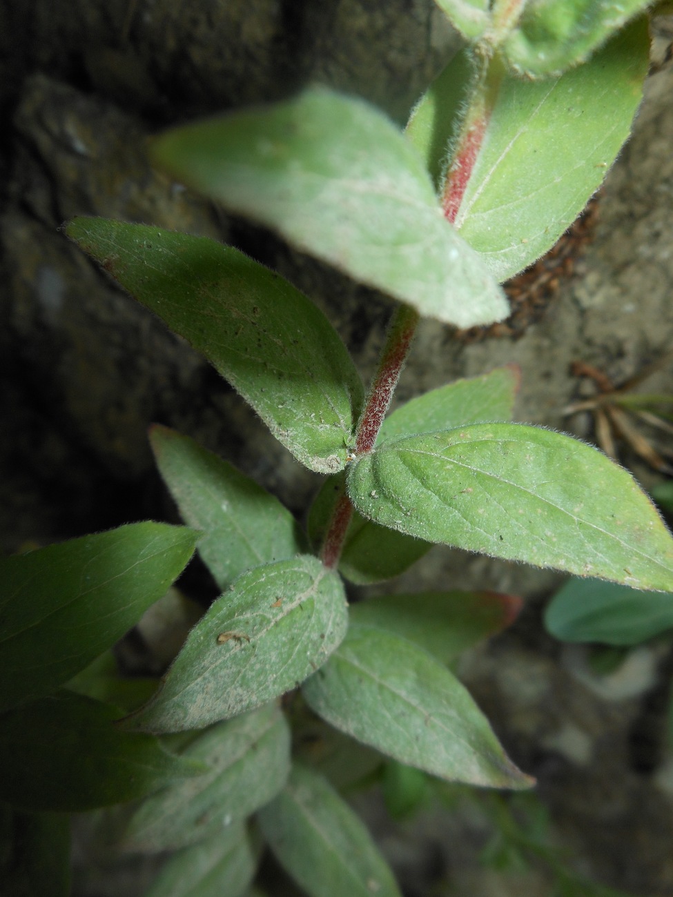 Epilobium parviflorum / Garofanino minore